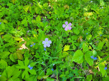 Wild Geranium Flower Essence | Vibrational Remedy