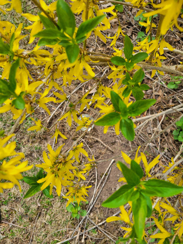 Forsythia Flower Essence | Homeopathic Vibrational Remedy