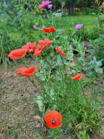 Red Poppy Flower Essence | Homeopathic Vibrational Remedy