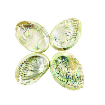 Threaded Abalone Shell (2–3 Inch)