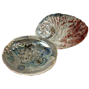 One Sided Polished Abalone Smudging Shell