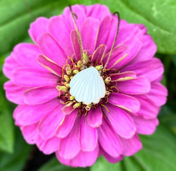 Moonstone Seashell Cord Necklace – 18” with Sterling Silver Clasp