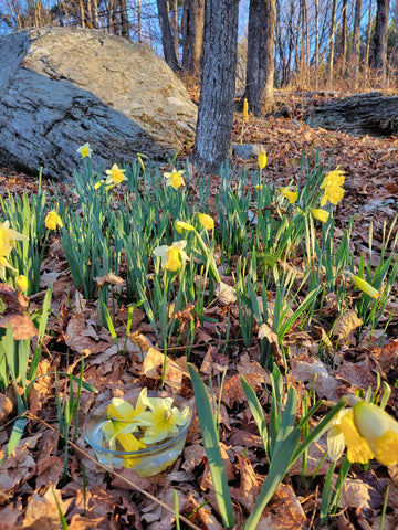Daffodil Flower Essence | Homeopathic Vibrational Remedy