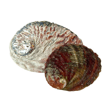 One Sided Polished Abalone Smudging Shell